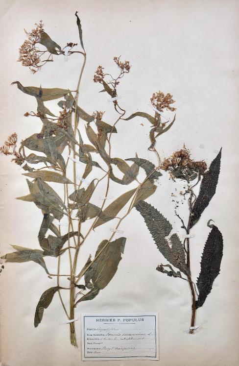 Botanique - Planche Herbier XIXe - Plantes séchées - Corymbifères 41
