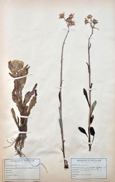 Botanique - Planche Herbier XIXe - Plantes séchées - Corymbifères 42