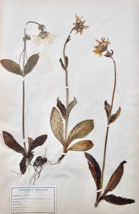 Botanique - Planche Herbier XIXe - Plantes séchées - Corymbifères 43