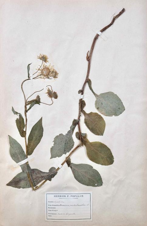 Botanique - Planche Herbier XIXe - Plantes séchées - Corymbifères 44