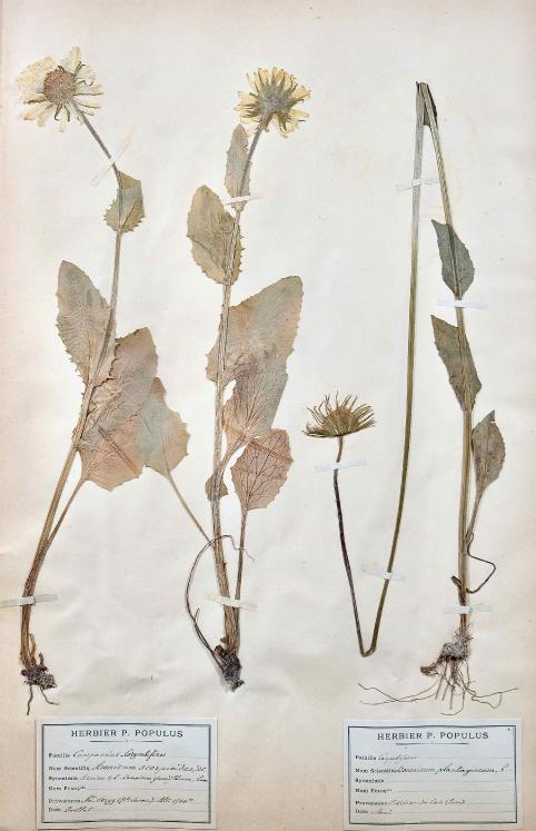 Botanique - Planche Herbier XIXe - Plantes séchées - Corymbifères 45