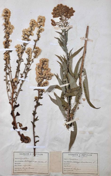 Botanique - Planche Herbier XIXe - Plantes séchées - Corymbifères 46
