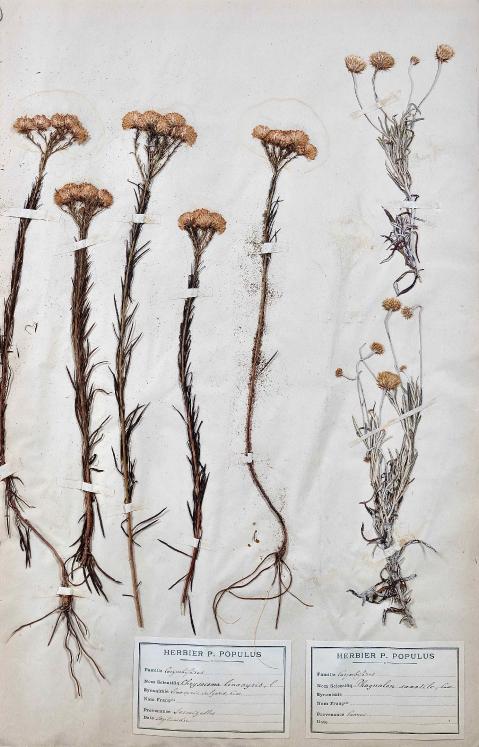 Botanique - Planche Herbier XIXe - Plantes séchées - Corymbifères 47