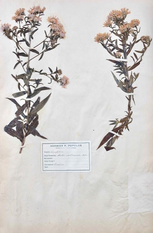 Botanique - Planche Herbier XIXe - Plantes séchées - Corymbifères 50
