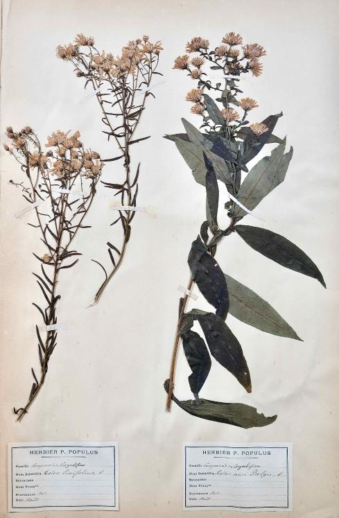 Botanique - Planche Herbier XIXe - Plantes séchées - Corymbifères 52