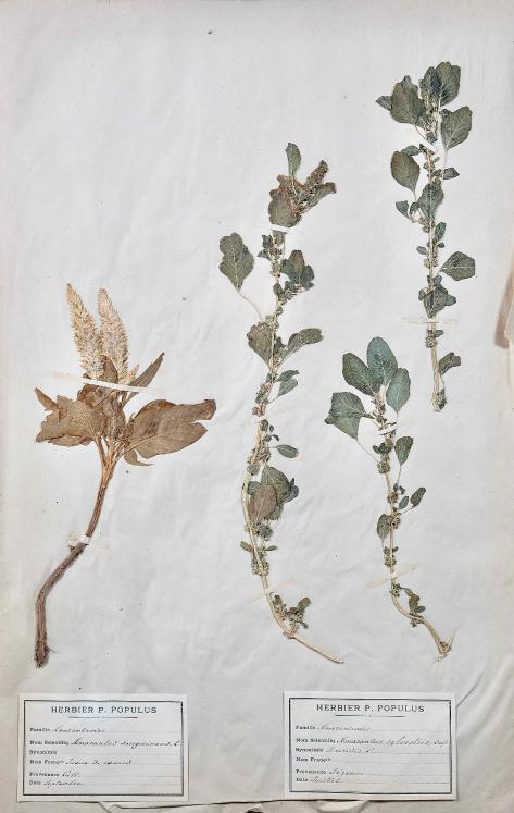 Botanique - Planche Herbier XIXe - Plantes séchées - Primulacées 1