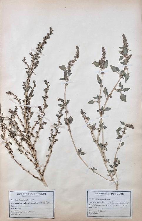 Botanique - Planche Herbier XIXe - Plantes séchées - Primulacées 3