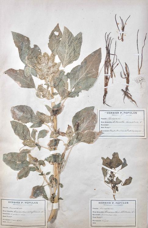 Botanique - Planche Herbier XIXe - Plantes séchées - Primulacées 4