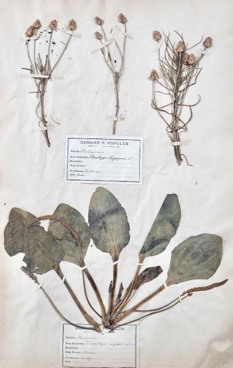 Botanique - Planche Herbier XIXe - Plantes séchées - Primulacées 10