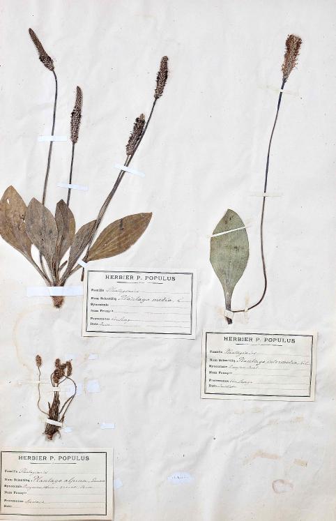Botanique - Planche Herbier XIXe - Plantes séchées - Primulacées 11
