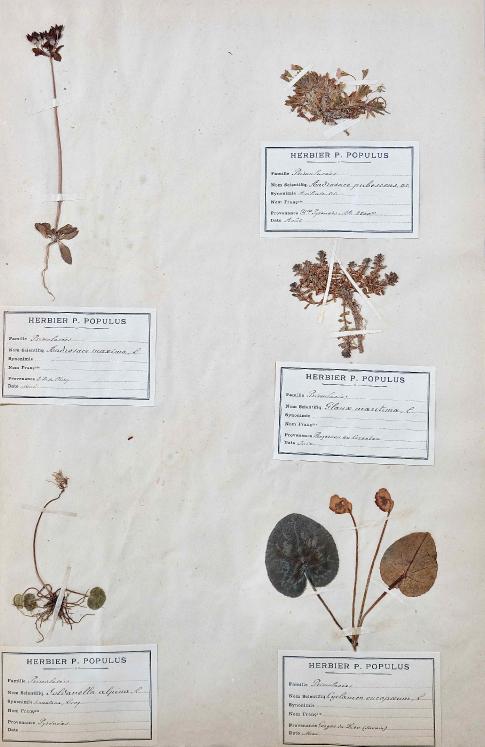Botanique - Planche Herbier XIXe - Plantes séchées - Primulacées 14