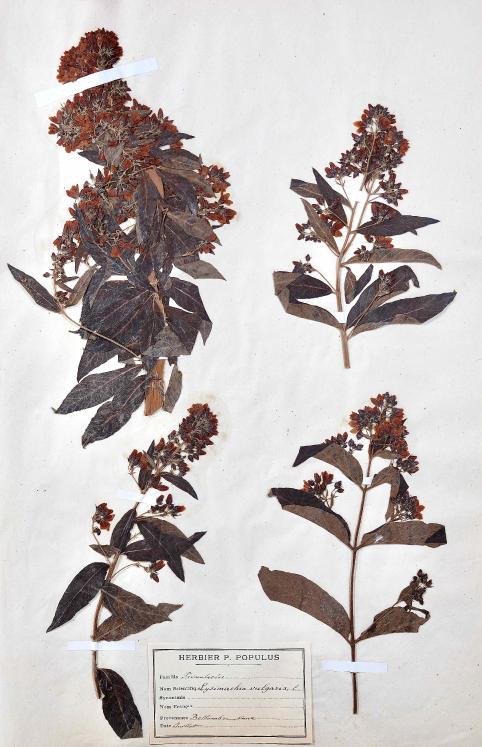 Botanique - Planche Herbier XIXe - Plantes séchées - Primulacées 15