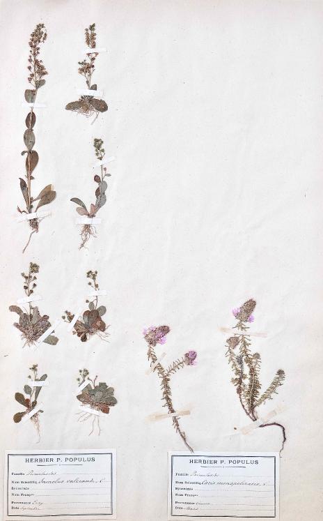 Botanique - Planche Herbier XIXe - Plantes séchées - Primulacées 17