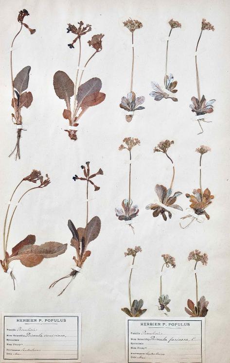 Botanique - Planche Herbier XIXe - Plantes séchées - Primulacées 18