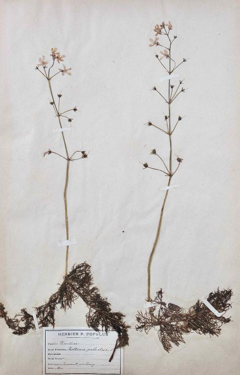 Botanique - Planche Herbier XIXe - Plantes séchées - Primulacées 19
