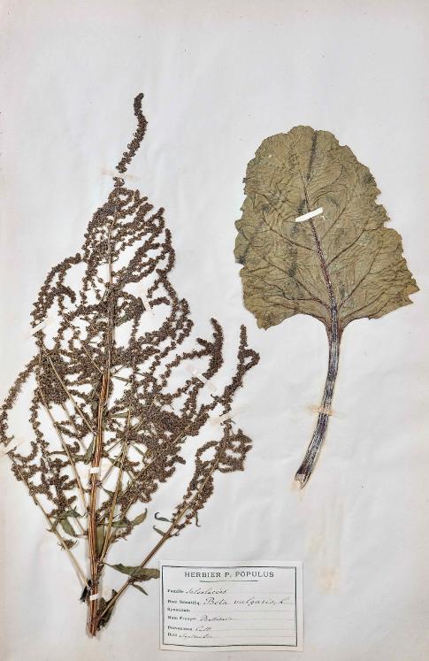 Botanique - Planche Herbier XIXe - Plantes séchées - Primulacées 21