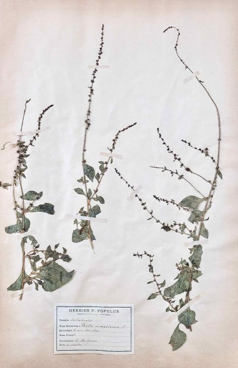 Botanique - Planche Herbier XIXe - Plantes séchées - Primulacées 23