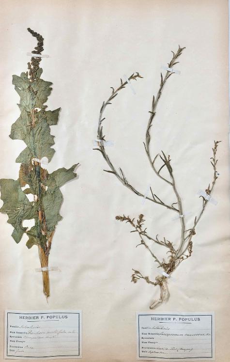 Botanique - Planche Herbier XIXe - Plantes séchées - Primulacées 24