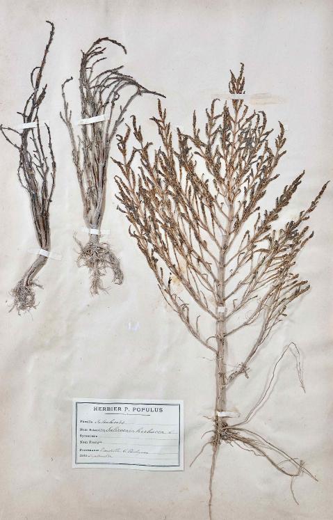 Botanique - Planche Herbier XIXe - Plantes séchées - Primulacées 25