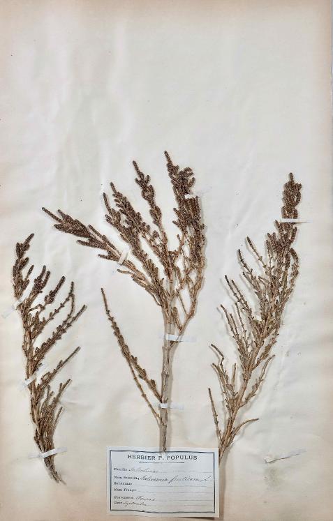 Botanique - Planche Herbier XIXe - Plantes séchées - Primulacées 26