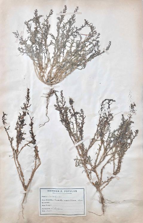 Botanique - Planche Herbier XIXe - Plantes séchées - Primulacées 28