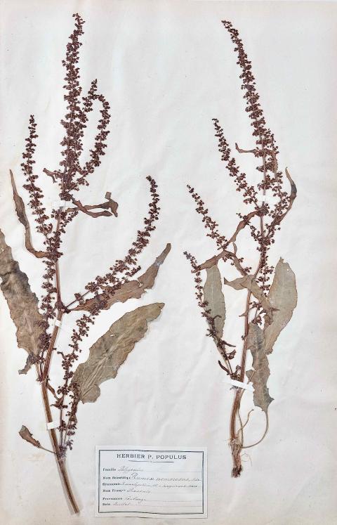 Botanique - Planche Herbier XIXe - Plantes séchées - Primulacées 33