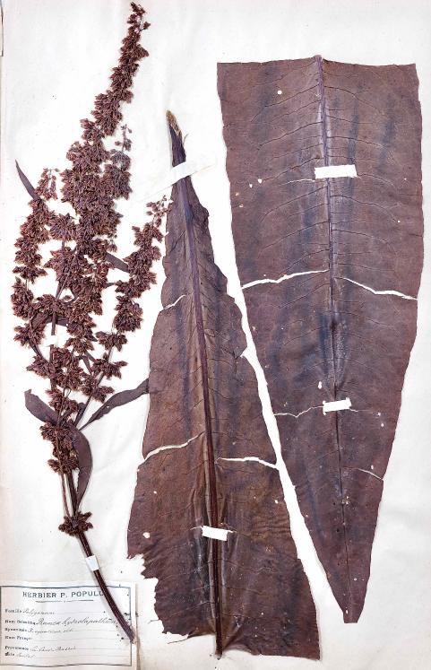 Botanique - Planche Herbier XIXe - Plantes séchées - Primulacées 35