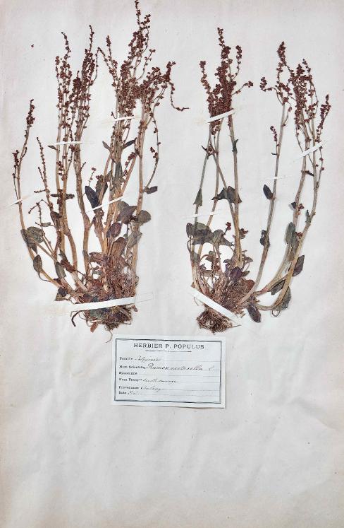 Botanique - Planche Herbier XIXe - Plantes séchées - Primulacées 36