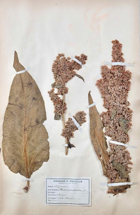 Botanique - Planche Herbier XIXe - Plantes séchées - Primulacées 37