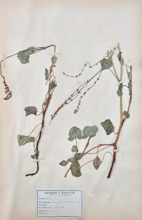 Botanique - Planche Herbier XIXe - Plantes séchées - Primulacées 40