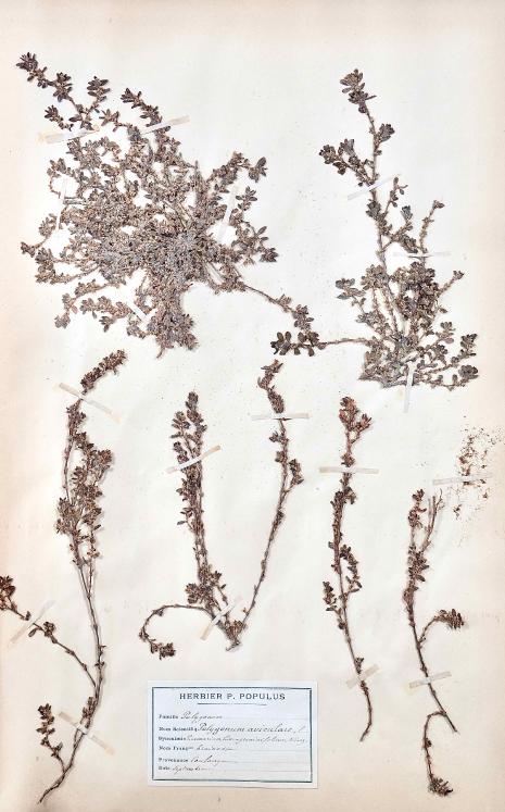 Botanique - Planche Herbier XIXe - Plantes séchées - Primulacées 43