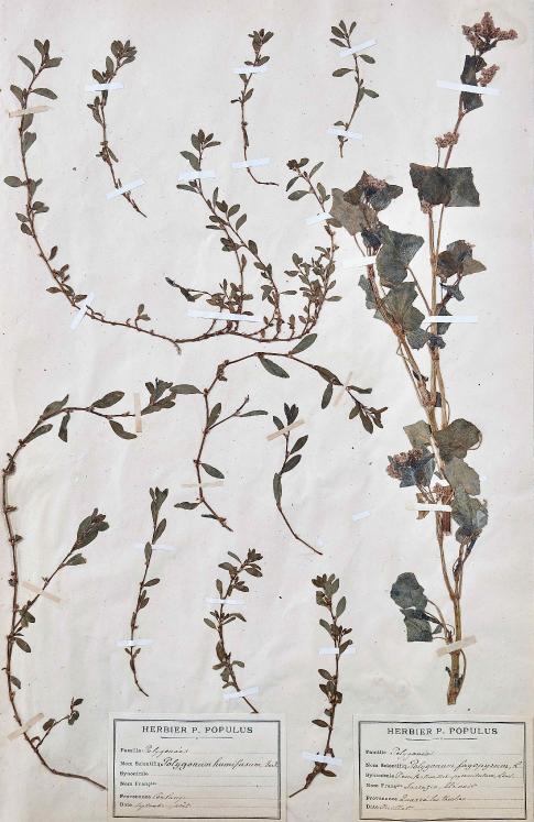 Botanique - Planche Herbier XIXe - Plantes séchées - Primulacées 44