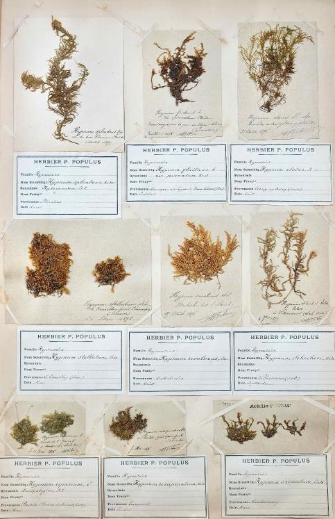 Botanique - Planche Herbier XIXe - Plantes séchées - Mousse 1