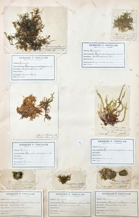 Botanique - Planche Herbier XIXe - Plantes séchées - Mousse 2