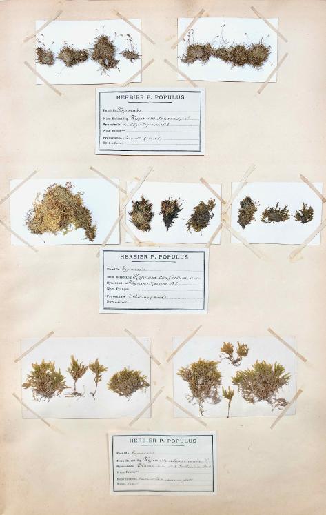 Botanique - Planche Herbier XIXe - Plantes séchées - Mousse 3
