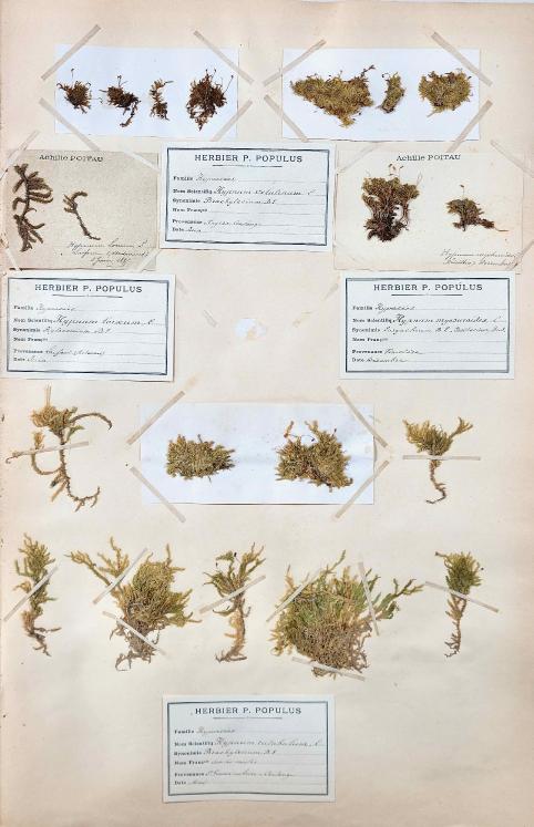 Botanique - Planche Herbier XIXe - Plantes séchées - Mousse 4