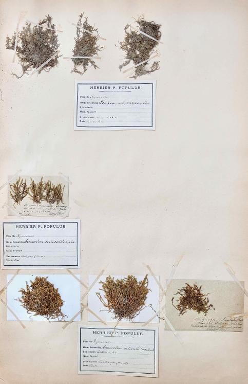 Botanique - Planche Herbier XIXe - Plantes séchées - Mousse 7