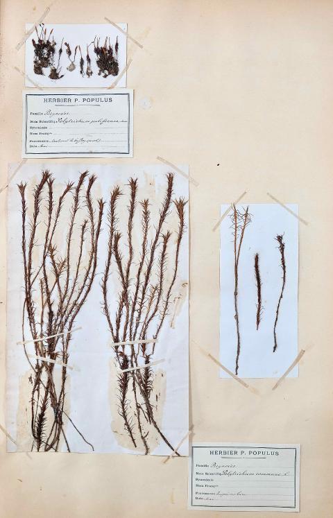 Botanique - Planche Herbier XIXe - Plantes séchées - Mousse 12