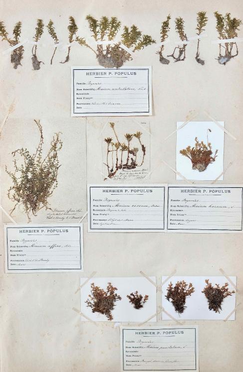 Botanique - Planche Herbier XIXe - Plantes séchées - Mousse 19