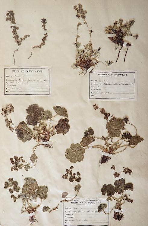 Botanique - Planche Herbier XIXe - Plantes séchées - Rosacées 24