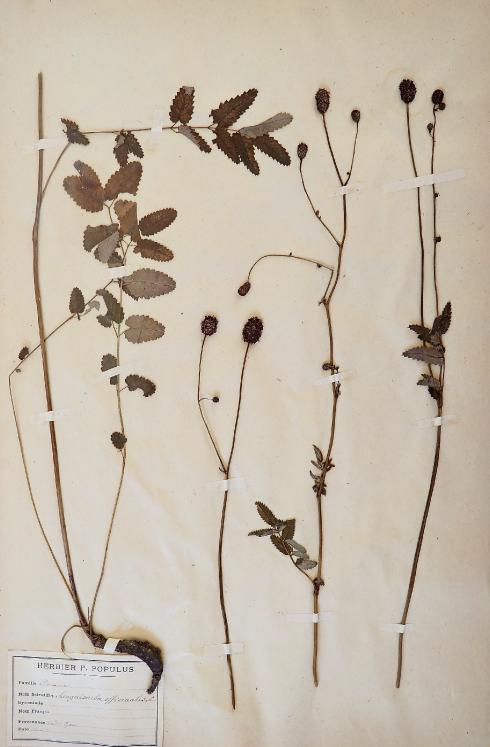 Botanique - Planche Herbier XIXe - Plantes séchées - Rosacées 26