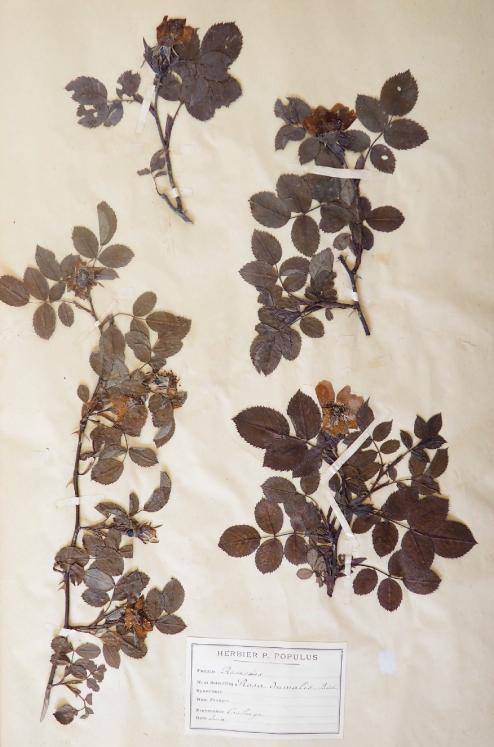 Botanique - Planche Herbier XIXe - Plantes séchées - Rosacées 22