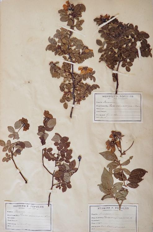 Botanique - Planche Herbier XIXe - Plantes séchées - Rosacées 21