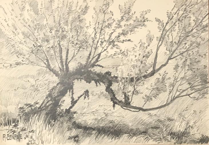 Alexandre Genaille - Dessin original - Crayon - L'arbre 1