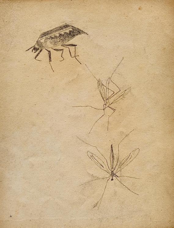 Auguste ROUBILLE - Dessin original - Crayon - Insectes 1