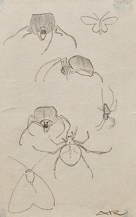 Auguste ROUBILLE - Dessin original - Crayon - Insectes 2
