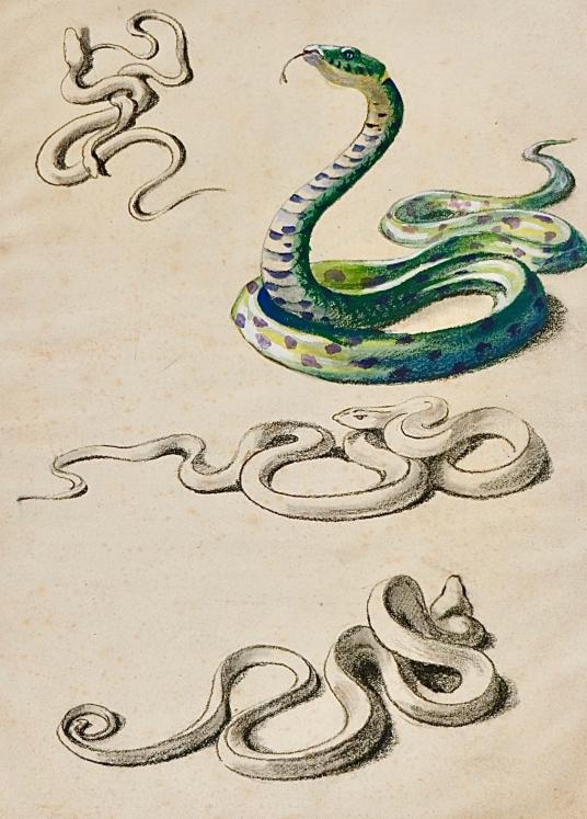 Auguste ROUBILLE - Dessin original - Crayon - Serpent 7