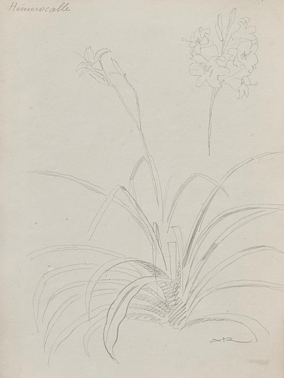 Auguste ROUBILLE - Dessin original - Crayon - Fleur, Hermerocalle