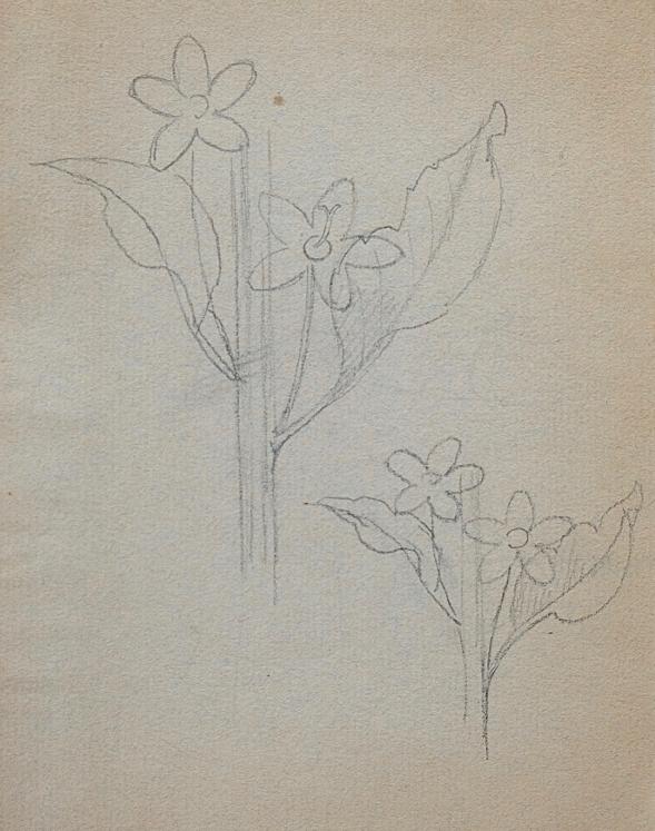 Auguste ROUBILLE - Dessin original - Crayon - Etude de fleurs 2