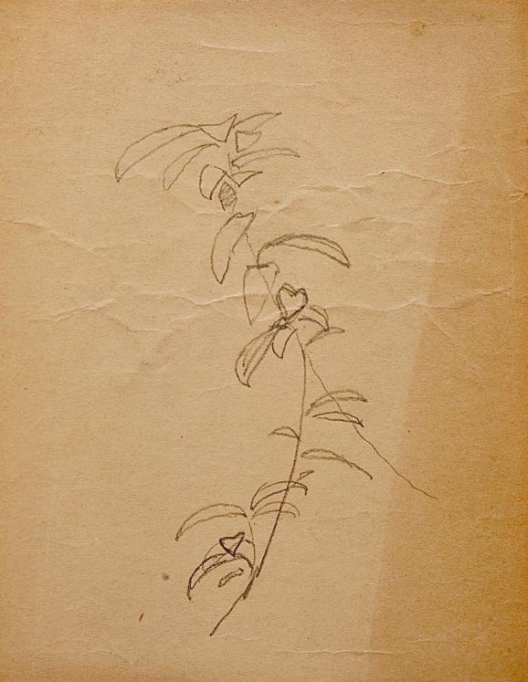 Auguste ROUBILLE - Dessin original - Crayon - Etude de Plante 1